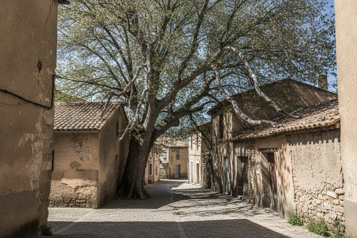 Platane centenaire avec branches mortes rue étroite Bompas