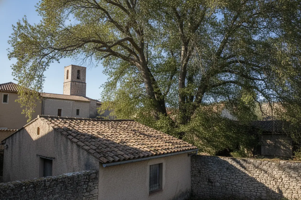 Platane allégé et sécurisé après élagage à Saint-Estève
